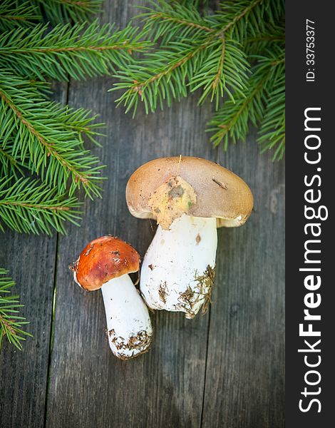 Spruce branches and wild mushrooms on a wooden table