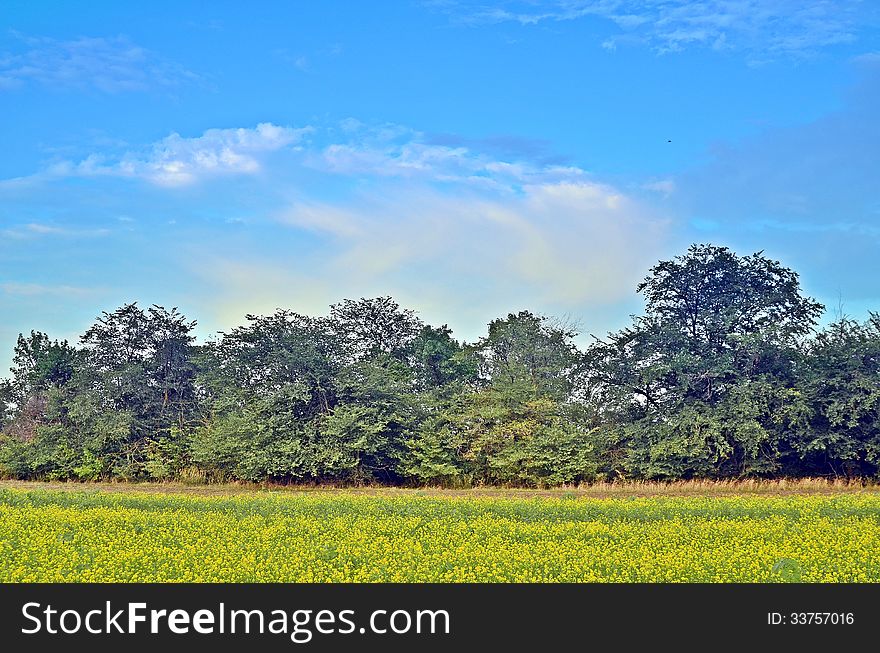 Field forest sky