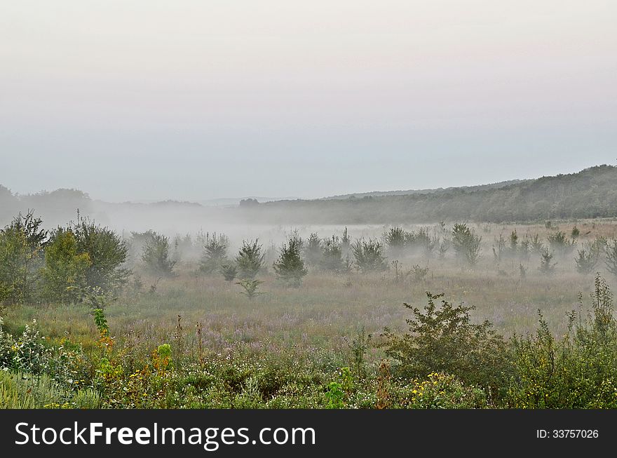 Fog Trees