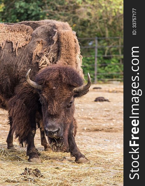 Portrait of bison in aggressive pose.