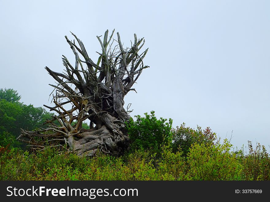 Dramatic nature shot of tree roots reaching skyward. Mood and contrast are enhanced by the foggy background. Close up, horizontal. Dramatic nature shot of tree roots reaching skyward. Mood and contrast are enhanced by the foggy background. Close up, horizontal.