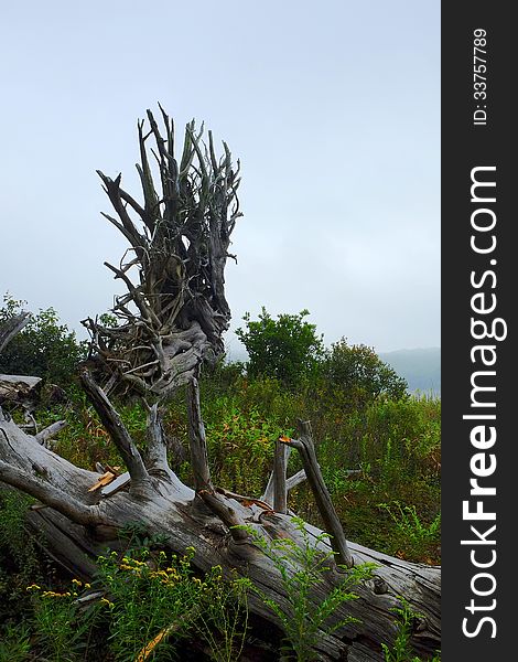 Dramatic nature shot of tree roots reaching skyward. Mood and contrast are enhanced by the foggy background. Close up, vertical. Dramatic nature shot of tree roots reaching skyward. Mood and contrast are enhanced by the foggy background. Close up, vertical.