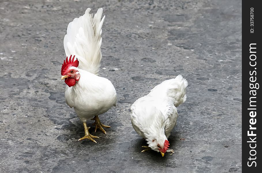 Two White Cocks On The Street