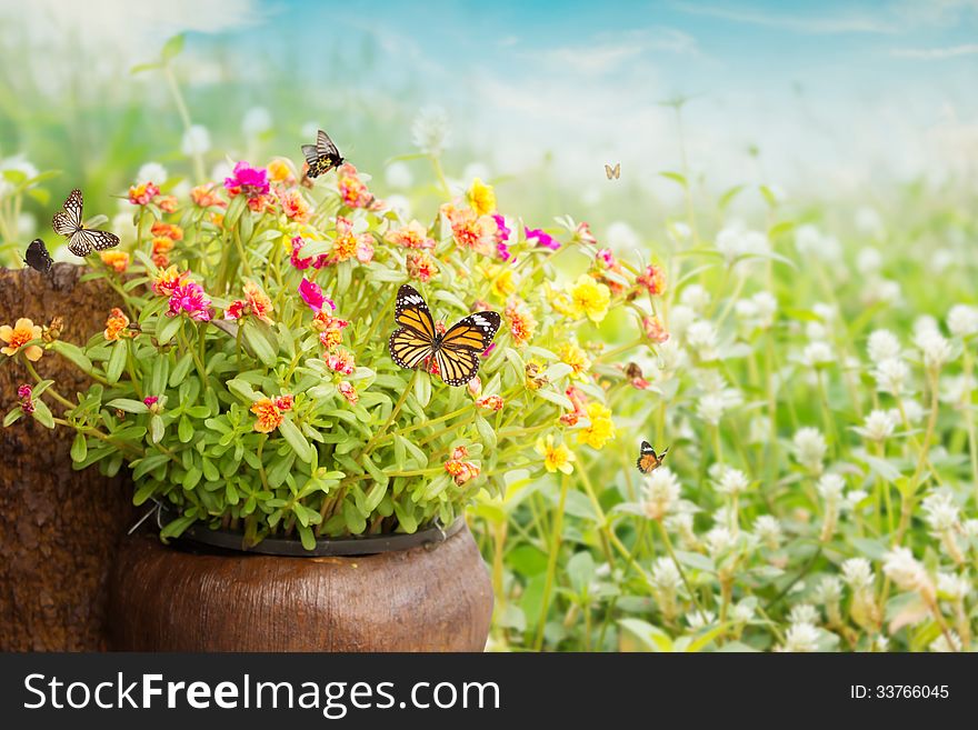 Common Purslane Flower Background For Spring And Summer