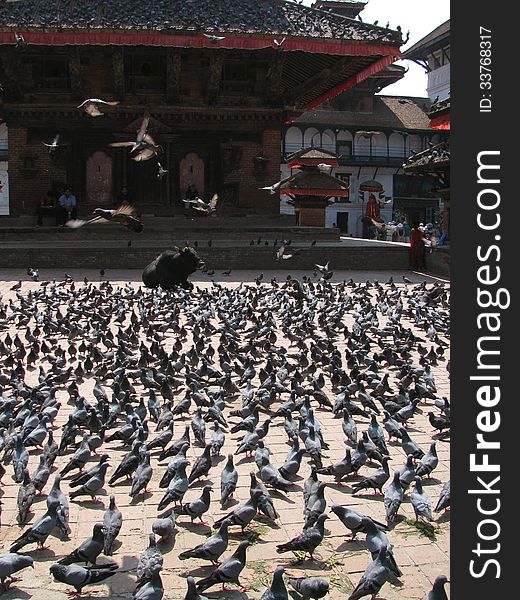 Pigeons on the central historical square of the city of Kathmandu in Nepal. Pigeons on the central historical square of the city of Kathmandu in Nepal