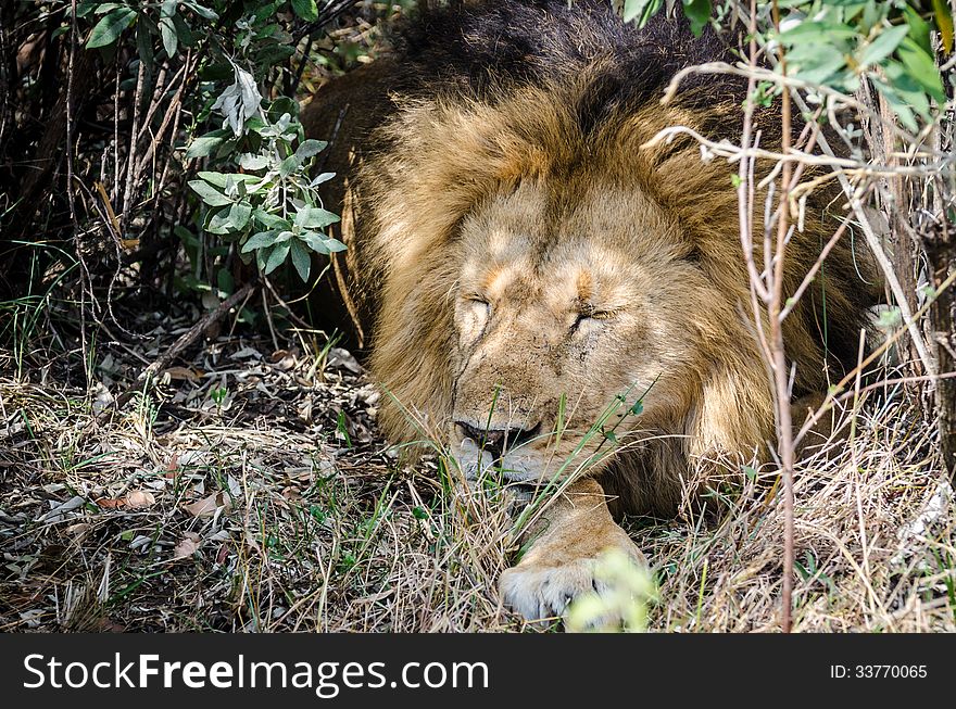 Big male lion resting in the bush