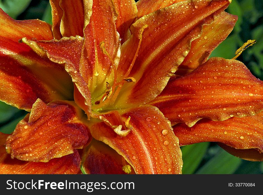 Beautiful Orange Lily Center