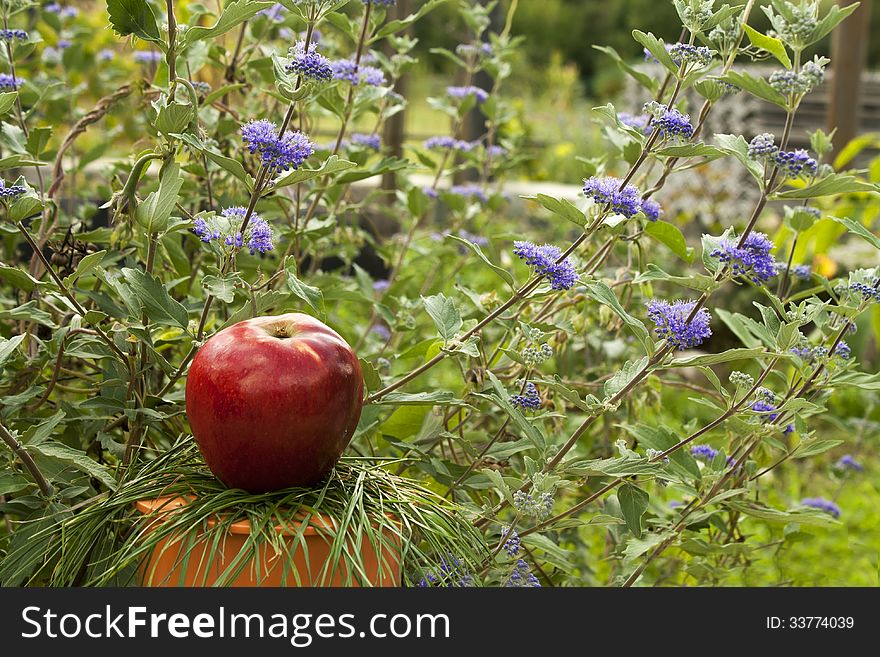 Apple under flowers