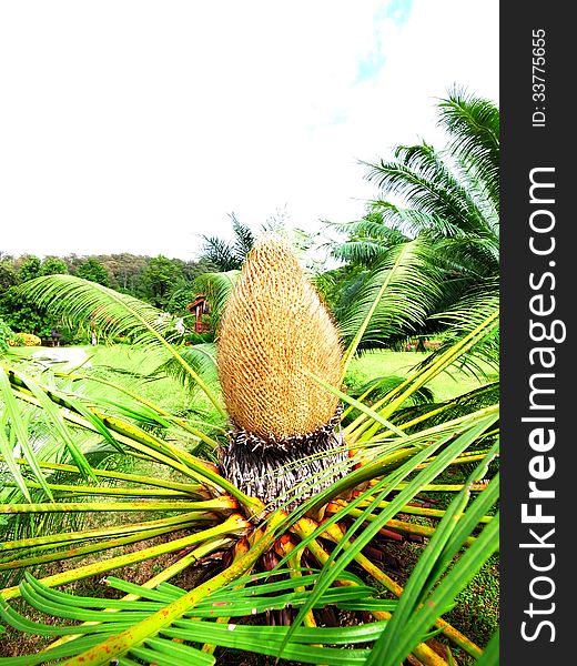 Cycads planted widely as an ornamental plant. Cycads planted widely as an ornamental plant.