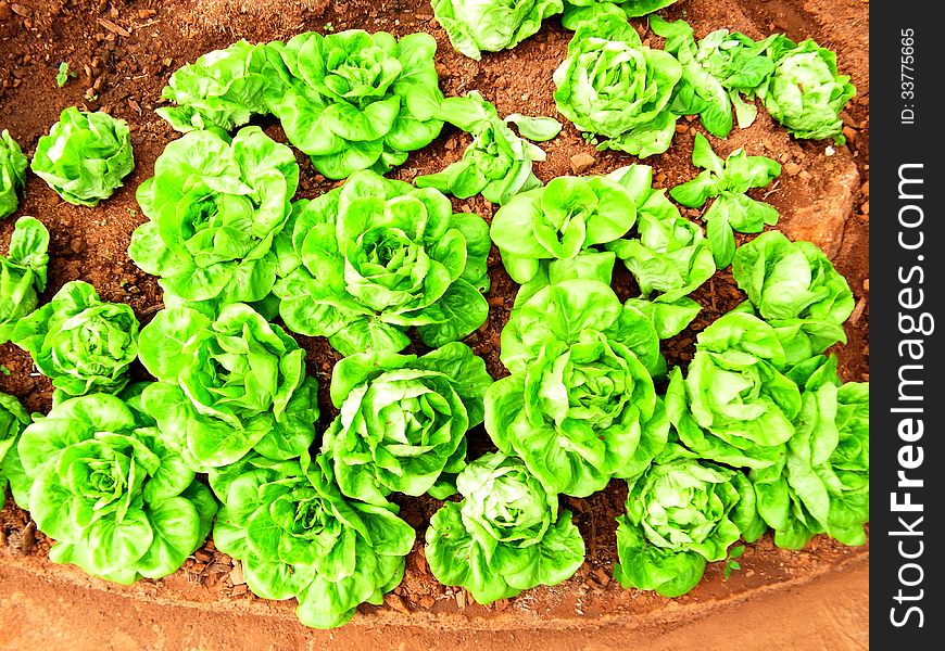 Lettuce leaves are used as a component of salad sandwich or eaten as a vegetable.