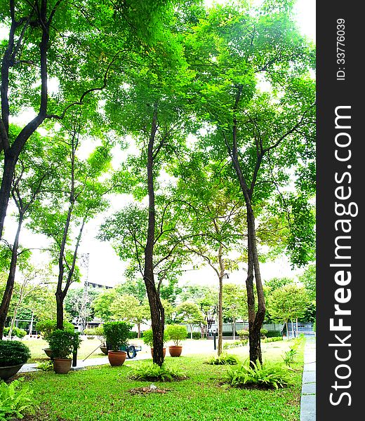 A green shady public park in a business area of Bangkok. A green shady public park in a business area of Bangkok.