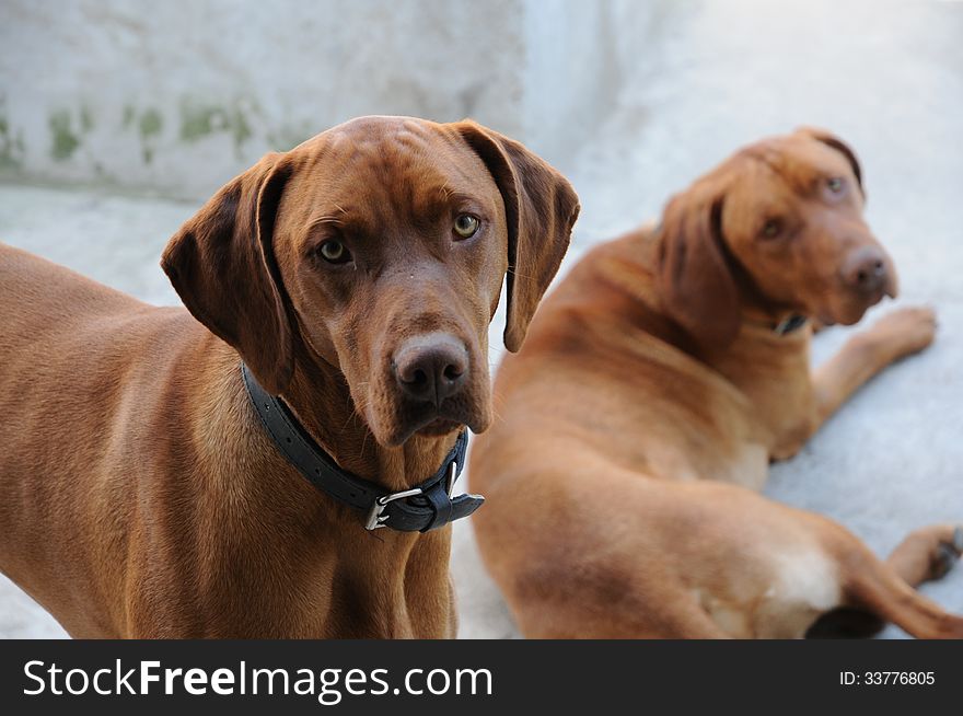 The Vizsla is a dog breed originating in Hungary, which belongs under the FCI group 7 (Pointer group). The Hungarian or Magyar Vizsla are sporting dogs and loyal companions, in addition to being the smallest of the all-round pointer-retriever breeds. The Vizsla's medium size is one of the breed's most appealing characteristics as a hunter of fowl and upland game, and through the centuries the Vizsla has held a rare position among sporting dogs â€“ that of household companion and family dog. The Vizsla is a natural hunter endowed with an excellent nose and an outstanding trainability. Although they are lively, gentle mannered, demonstrably affectionate and sensitive, they are also fearless and possessed of a well-developed protective instinct. The Vizsla is a dog breed originating in Hungary, which belongs under the FCI group 7 (Pointer group). The Hungarian or Magyar Vizsla are sporting dogs and loyal companions, in addition to being the smallest of the all-round pointer-retriever breeds. The Vizsla's medium size is one of the breed's most appealing characteristics as a hunter of fowl and upland game, and through the centuries the Vizsla has held a rare position among sporting dogs â€“ that of household companion and family dog. The Vizsla is a natural hunter endowed with an excellent nose and an outstanding trainability. Although they are lively, gentle mannered, demonstrably affectionate and sensitive, they are also fearless and possessed of a well-developed protective instinct