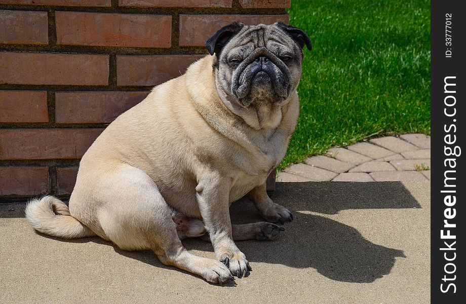 Conrad the Pug sitting on the patio. Conrad the Pug sitting on the patio