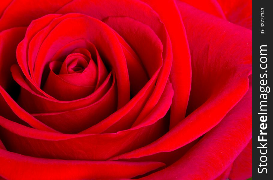 Close up of a rose and its petals