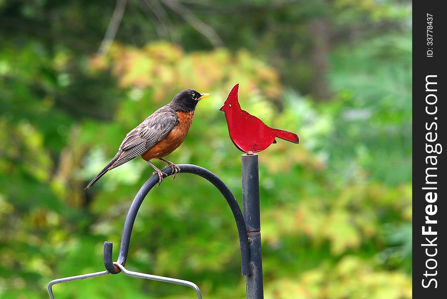 Robin and Cardinal