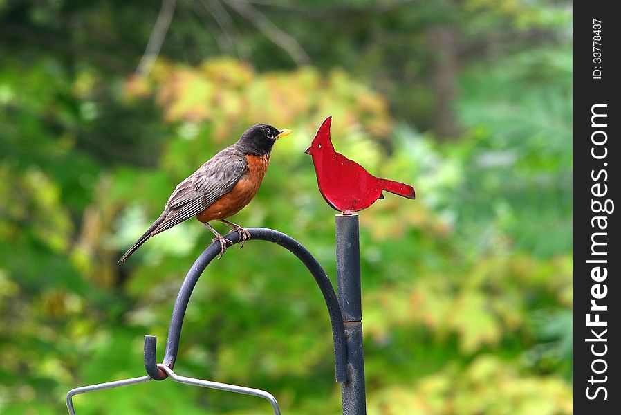 Robbin looking at the Cardinal decoration on the top of the bird feeder. Robbin looking at the Cardinal decoration on the top of the bird feeder.