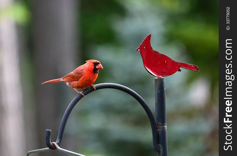 Cardinal looking at the Cardinal decoration on the top of the bird feeder. Cardinal looking at the Cardinal decoration on the top of the bird feeder.