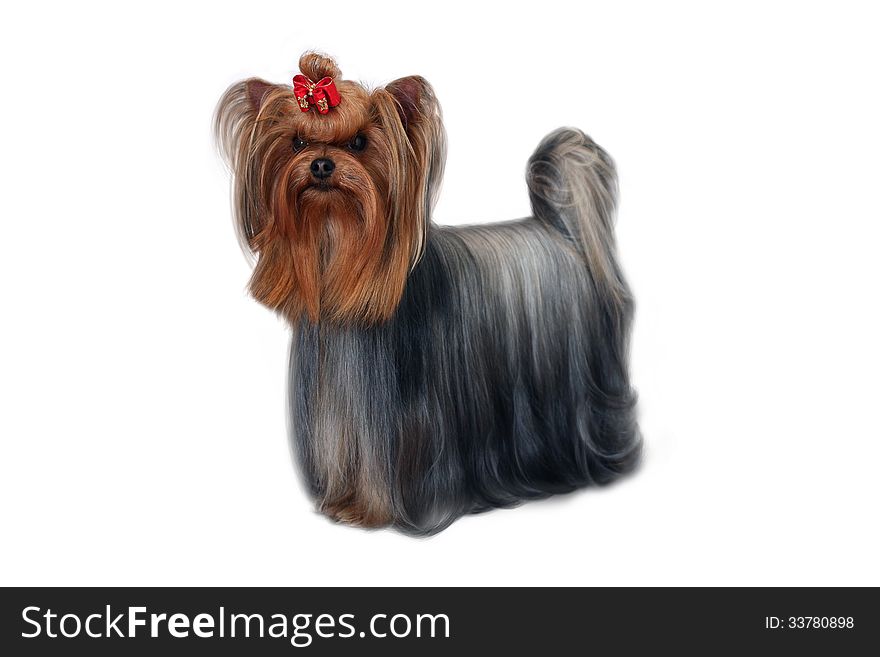 Yorkshire Terrier with red bow