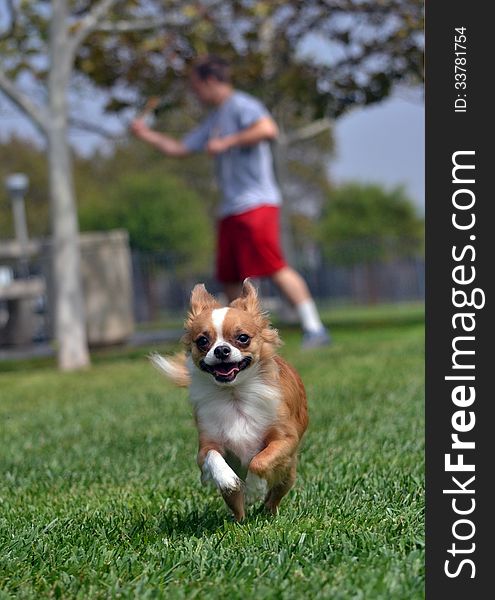 A small chihuahua dog runs in a park. A small chihuahua dog runs in a park