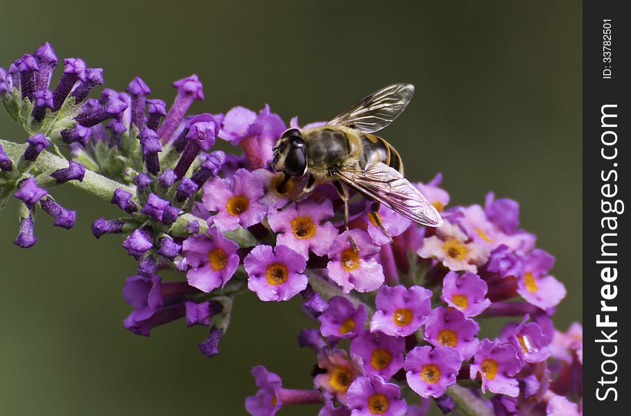 One hoverfly enjoying nectar on a butterfly bush. One hoverfly enjoying nectar on a butterfly bush.