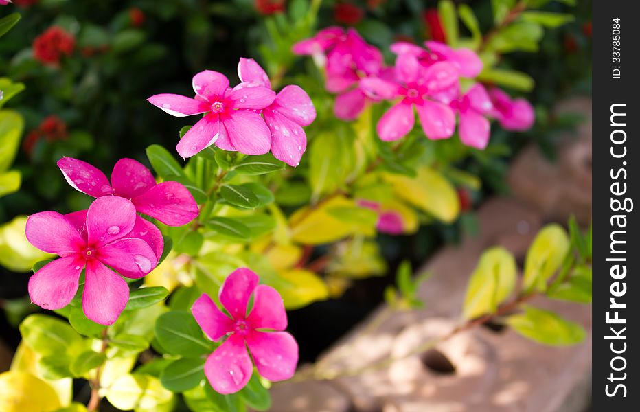 Closeup flowers and leaves periwinkle. Closeup flowers and leaves periwinkle