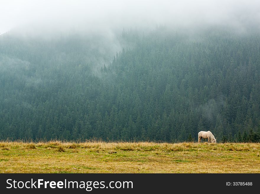 Horse grazing on mountain pasture in the early misty morning. Horse grazing on mountain pasture in the early misty morning.