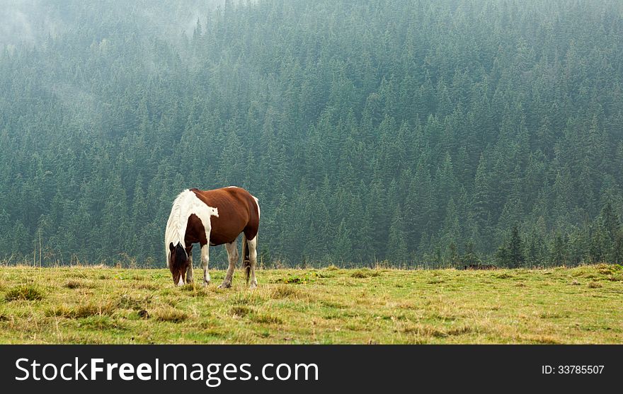 Horse grazing on mountain pasture in the early misty morning.