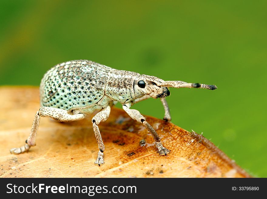 Beautiful Greenish Broad-nosed Weevil