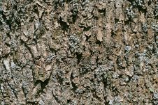Bark Royalty Free Stock Photos