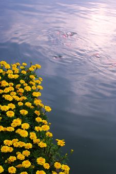 Flowers And Fish Stock Image