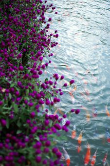 Flowers And Fish Stock Photo