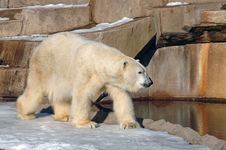 Polar Bear Royalty Free Stock Photos