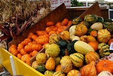 Gourds  And Mini Pumpkins 5714 Stock Photo