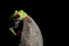 Frog Behind Rock Isolated On Black Royalty Free Stock Photos