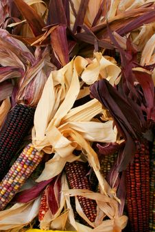 Indian Corn 5715 Royalty Free Stock Images