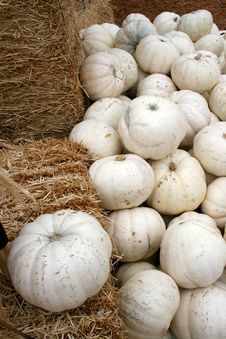 White Pumpkins & Hay 5749 Royalty Free Stock Photo White Pumpkins & Hay 5749 Royalty Free Stock Photo