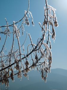 Frozen Branches With Catkin Royalty Free Stock Photography Frozen Branches With Catkin Royalty Free Stock Photography
