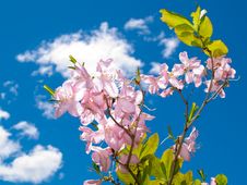 Blooming Rose Flowers At Sky Royalty Free Stock Image Blooming Rose Flowers At Sky Royalty Free Stock Image