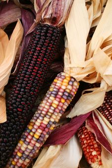 Indian Corn 5722 Stock Photography