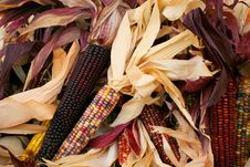 Indian Corn 5717 Stock Photos