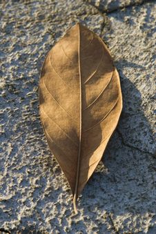 Dry Leaf On Dry Ground Royalty Free Stock Photos