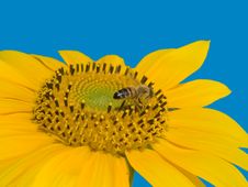 Bee On The Sunflower Stock Photography