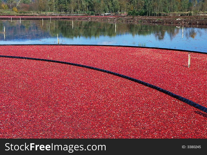 Cranberry bog in harvesting season