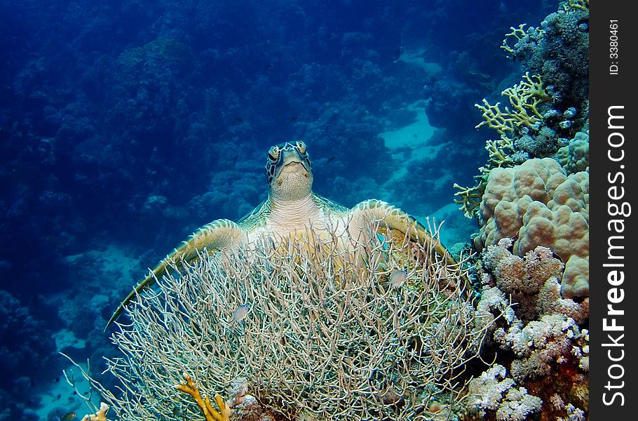 A Turtle sitting on a coral reef in the Red Sea, Egypt. A Turtle sitting on a coral reef in the Red Sea, Egypt