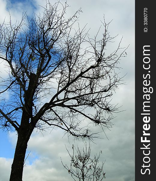 Naked tree on a background of the autumn sky