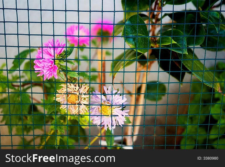 Flowers sticking out from behind a wire fence. Flowers sticking out from behind a wire fence