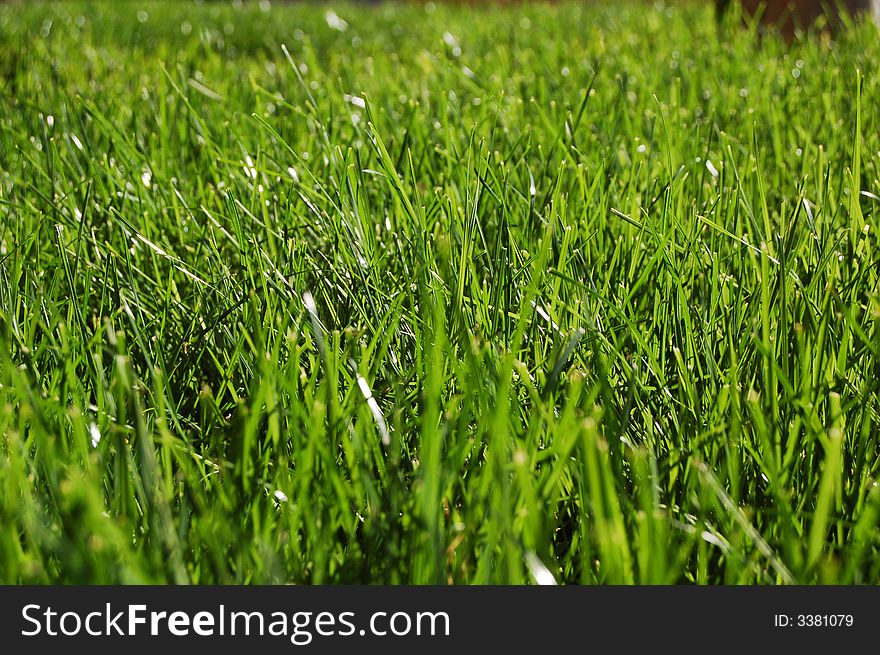 Green grass in summer ,  detail
