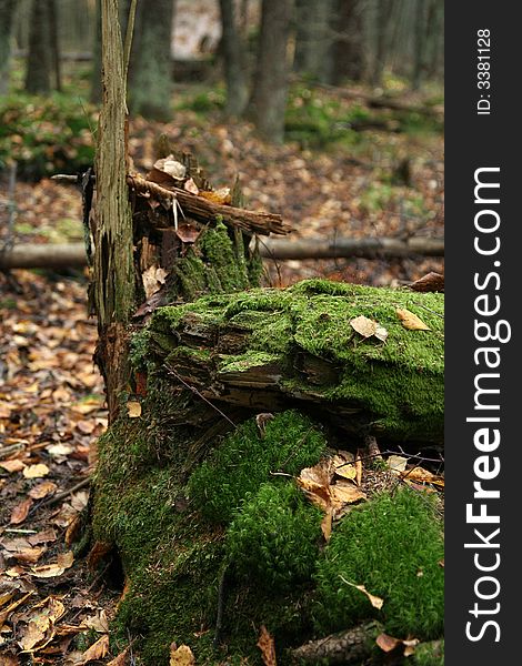 Mossy tree trunk in the forrest