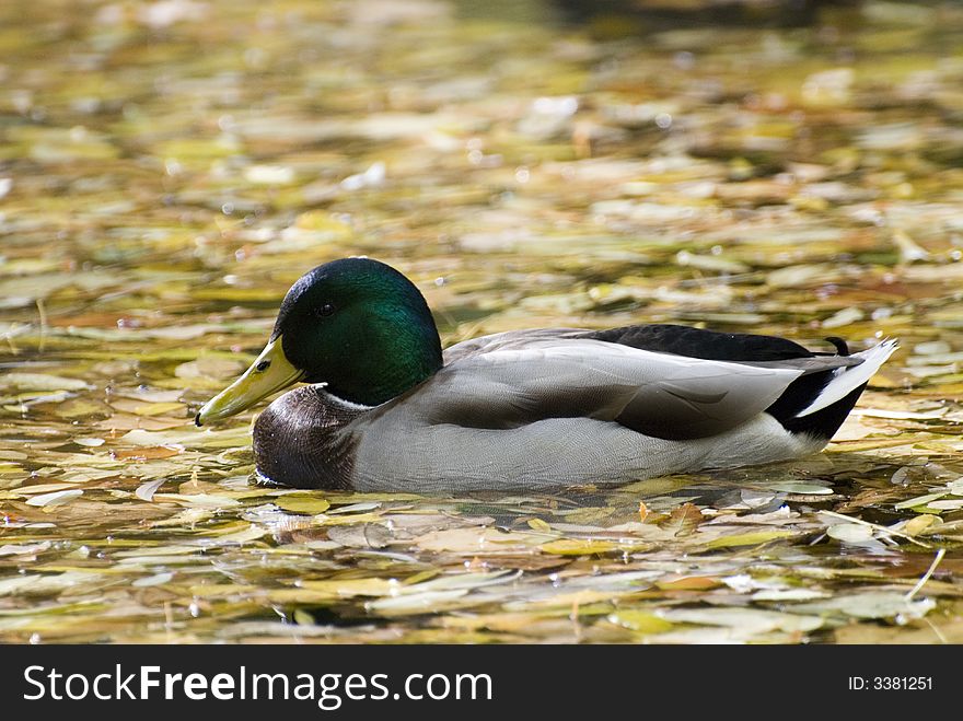 Mallard duck, autumn pound filled with colored leaves