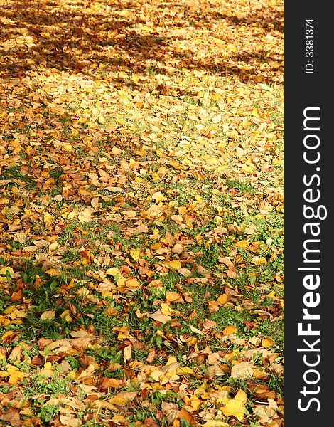 Brown yellow Autumn Leafs on the grass.